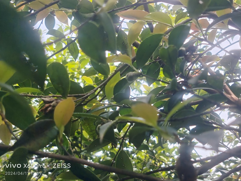 野生山茶油