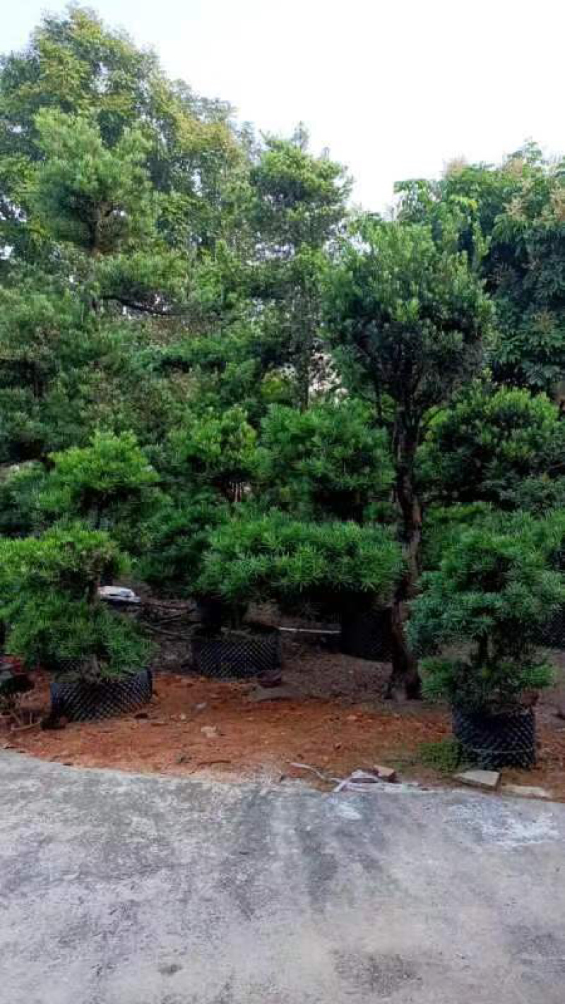 造型罗汉松基地直销规格齐全欢迎来电咨询合作