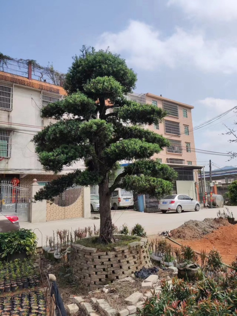 造型罗汉松基地直销规格齐全欢迎来电咨询合作