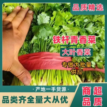 香菜精品铁杆青香菜大叶小叶规格齐全承接商超代收