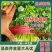 香菜精品铁杆青香菜大叶小叶规格齐全承接商超代收