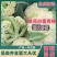 菜花精品有机松花菜白面青梗散花货源足质量好代收代发