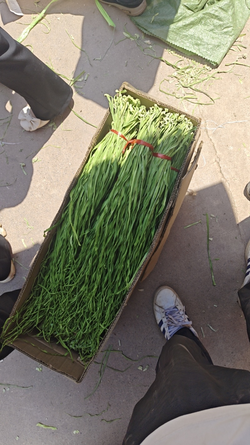 海拔贡菜