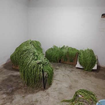 海拔贡菜