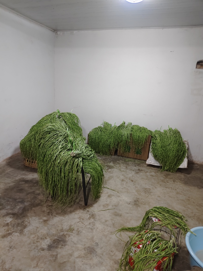 海拔贡菜