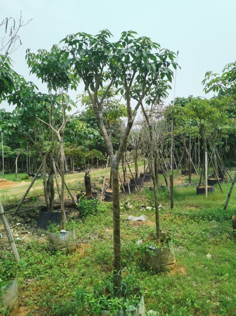 紫花风铃木基地直销规格齐全欢迎来电咨询合作