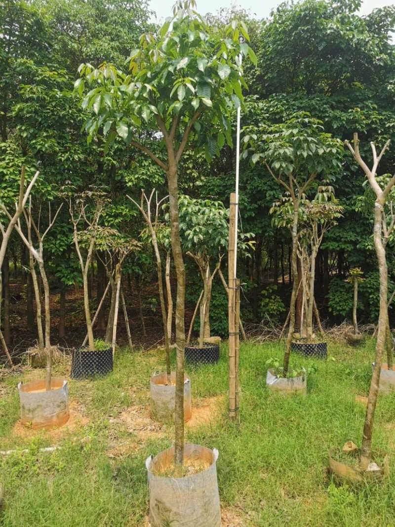 紫花风铃木基地直销规格齐全欢迎来电咨询合作