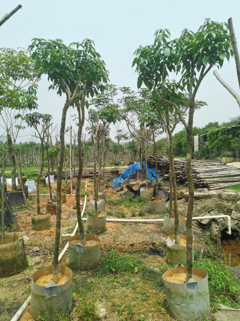 紫花风铃木基地直销规格齐全欢迎来电咨询合作