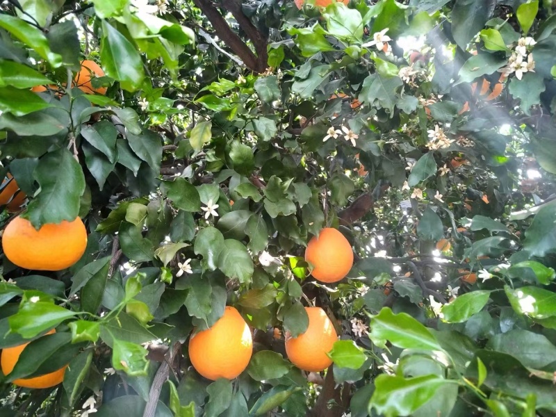 眉山青见柑桔