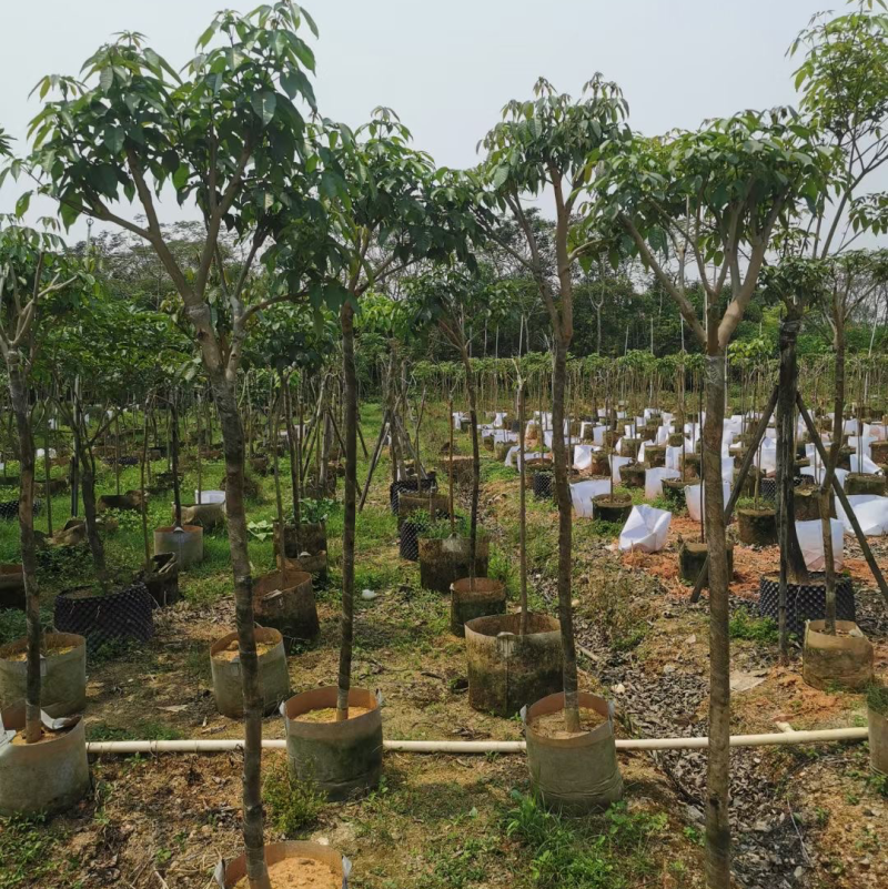 紫花风铃木基地直销规格齐全欢迎来电咨询合作
