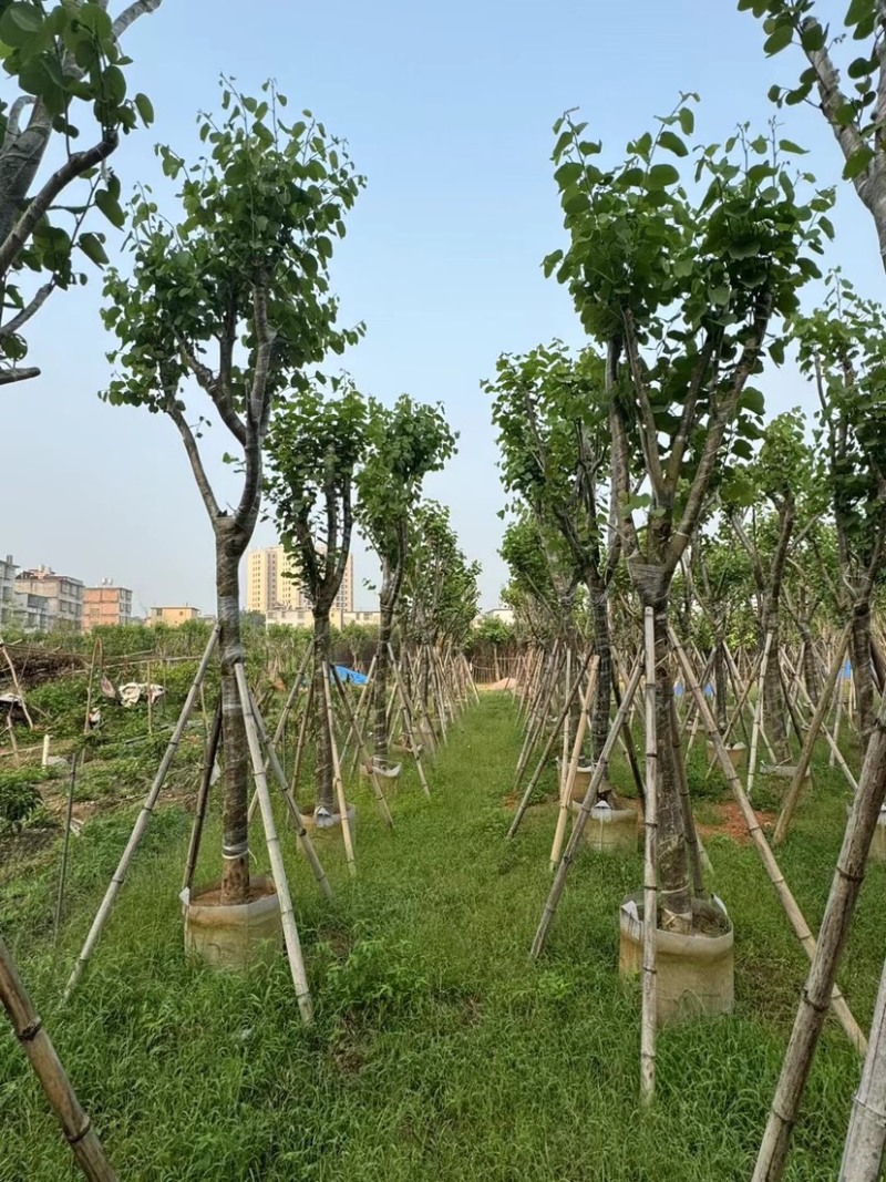 宫粉紫荆基地直销规格齐全欢迎来电咨询合作
