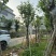 宫粉紫荆基地直销规格齐全欢迎来电咨询合作