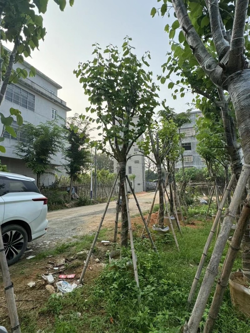 宫粉紫荆基地直销规格齐全欢迎来电咨询合作