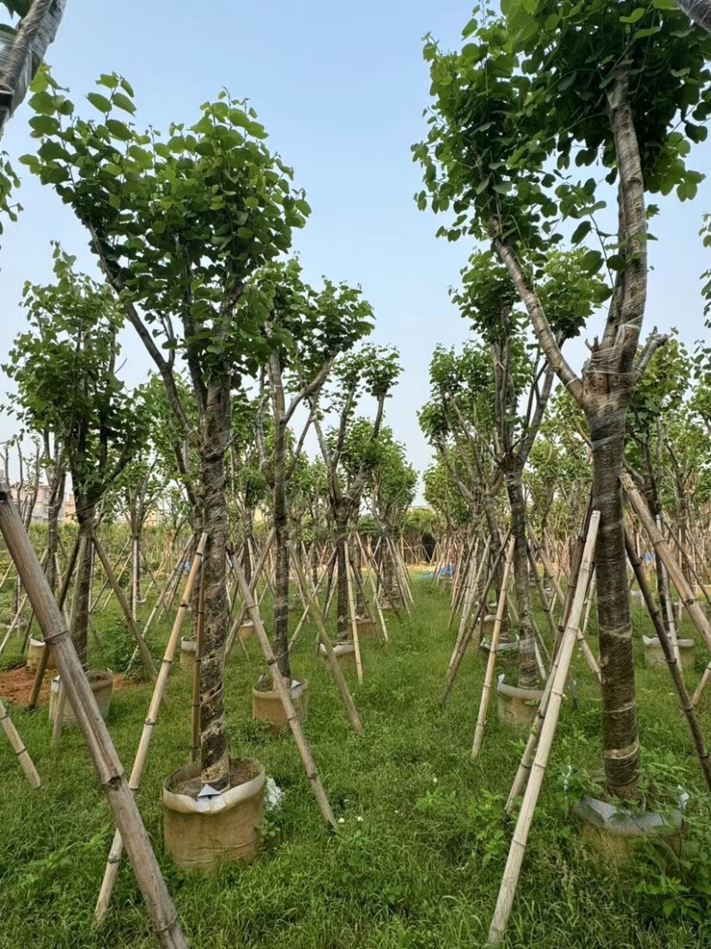 宫粉紫荆基地直销规格齐全欢迎来电咨询合作