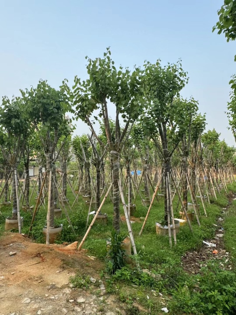 宫粉紫荆基地直销规格齐全欢迎来电咨询合作