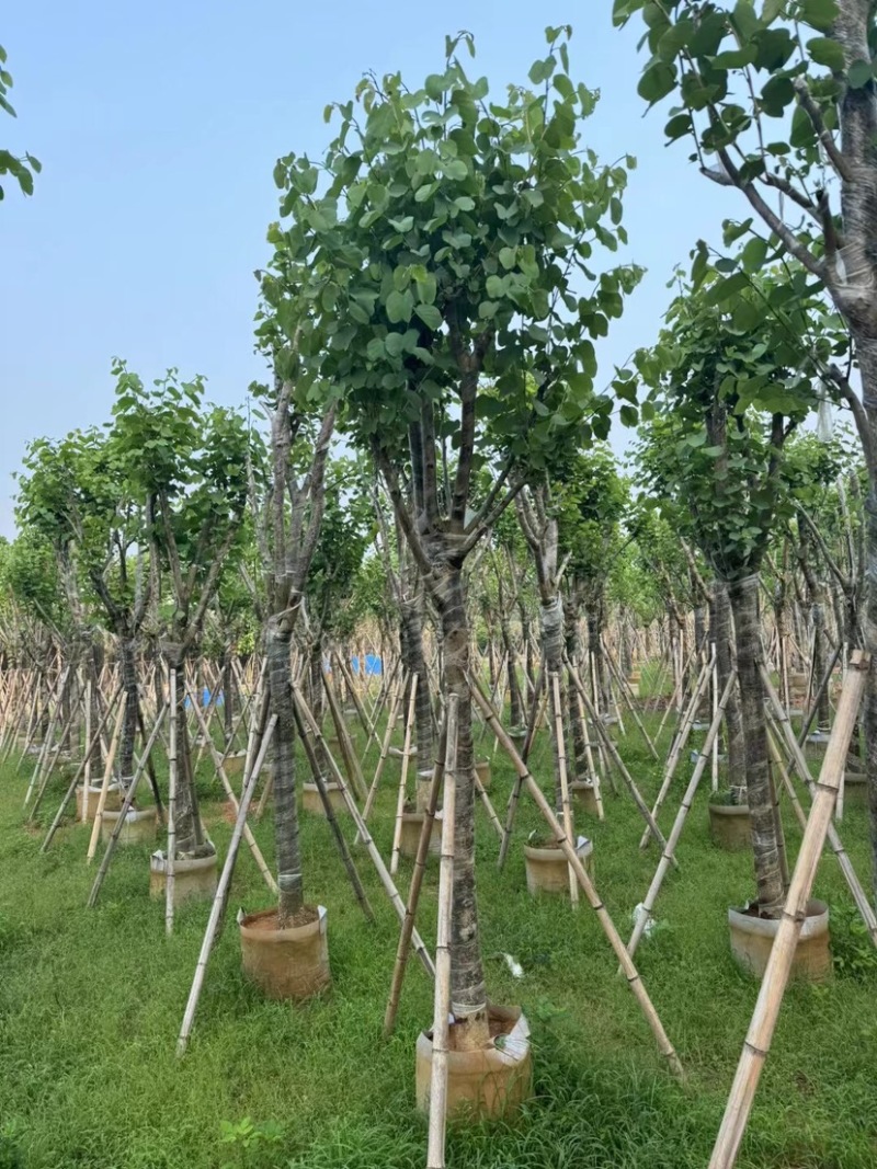 宫粉紫荆基地直销规格齐全欢迎来电咨询合作