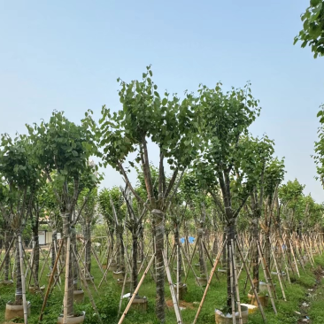 宫粉紫荆基地直销规格齐全欢迎来电咨询合作