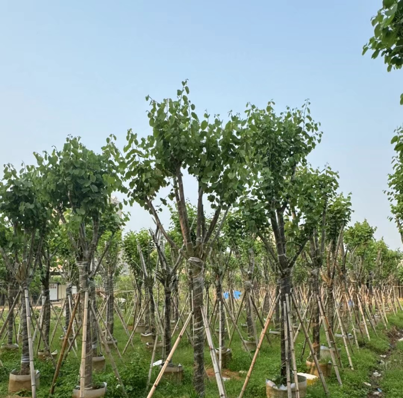 宫粉紫荆基地直销规格齐全欢迎来电咨询合作