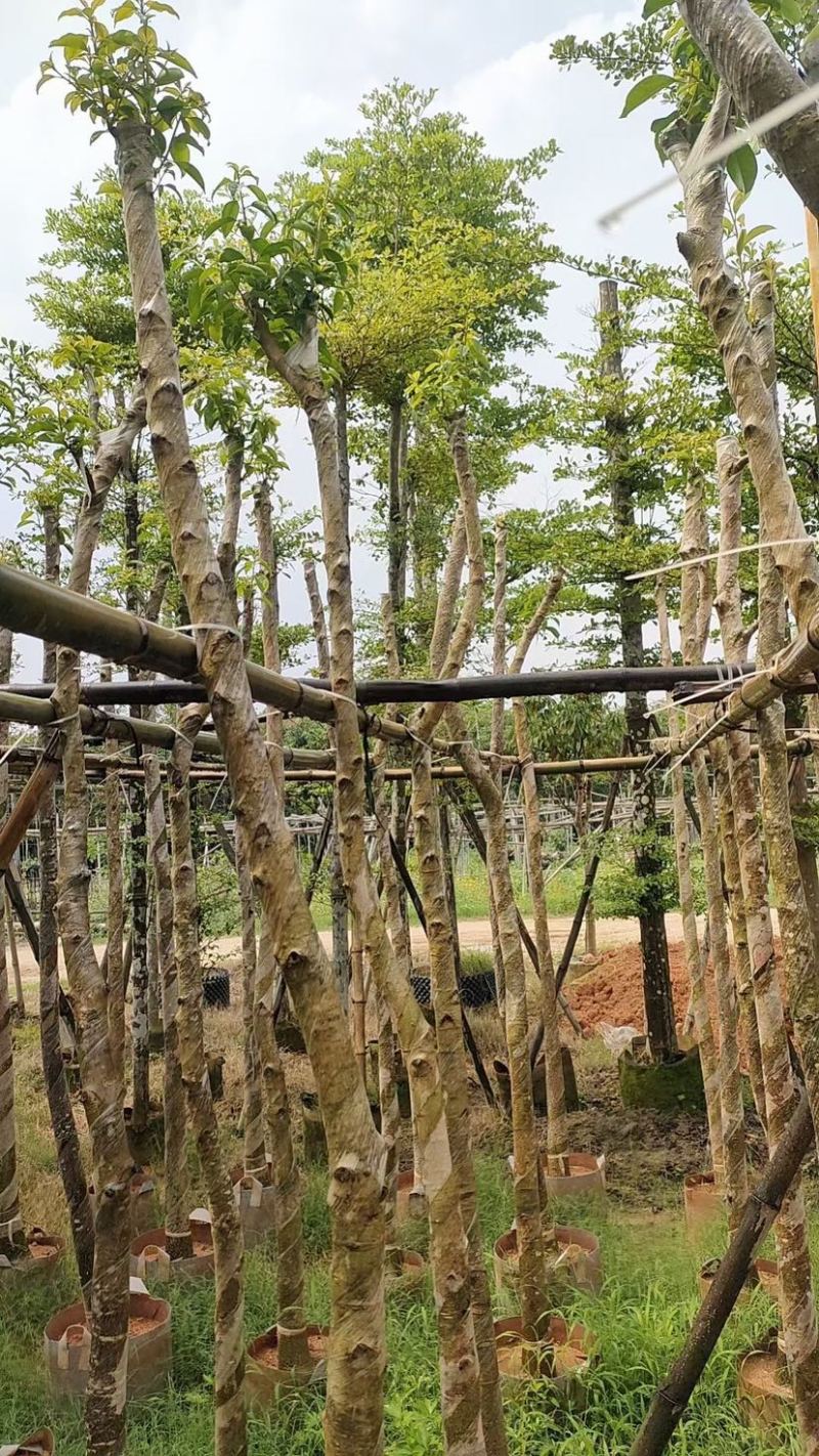 铁冬青新苗基地直销规格齐全欢迎来电咨询合作