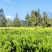 咸丰富硒白茶，大量种植，量大价格优惠，全国供应