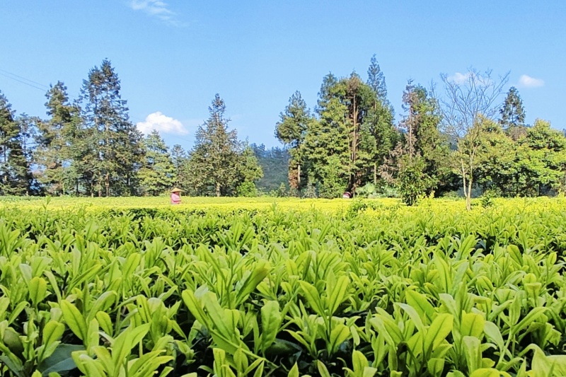 咸丰富硒白茶，大量种植，量大价格优惠，全国供应