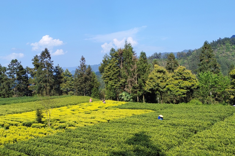 咸丰富硒白茶，大量种植，量大价格优惠，全国供应