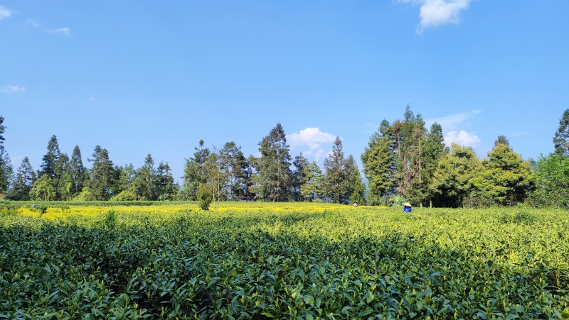 咸丰富硒白茶，大量种植，量大价格优惠，全国供应