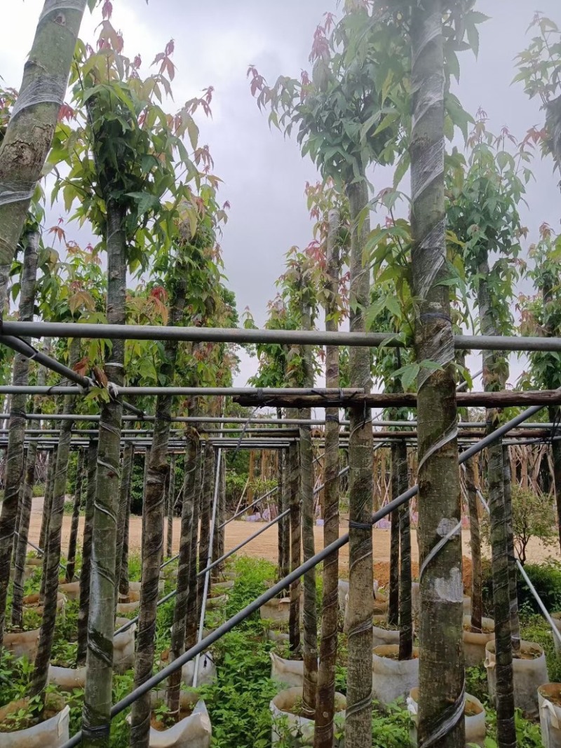 枫香树基地直销规格齐全欢迎来电咨询合作