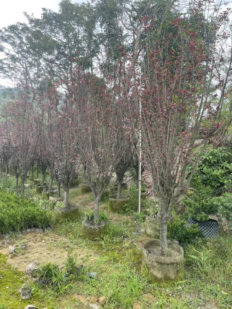 红叶李树基地直销规格齐全欢迎来电咨询合作