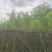 宫粉紫荆基地直销规格齐全欢迎来电咨询合作