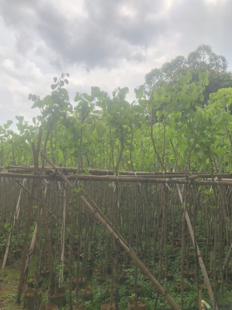 宫粉紫荆基地直销规格齐全欢迎来电咨询合作