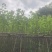 宫粉紫荆基地直销规格齐全欢迎来电咨询合作