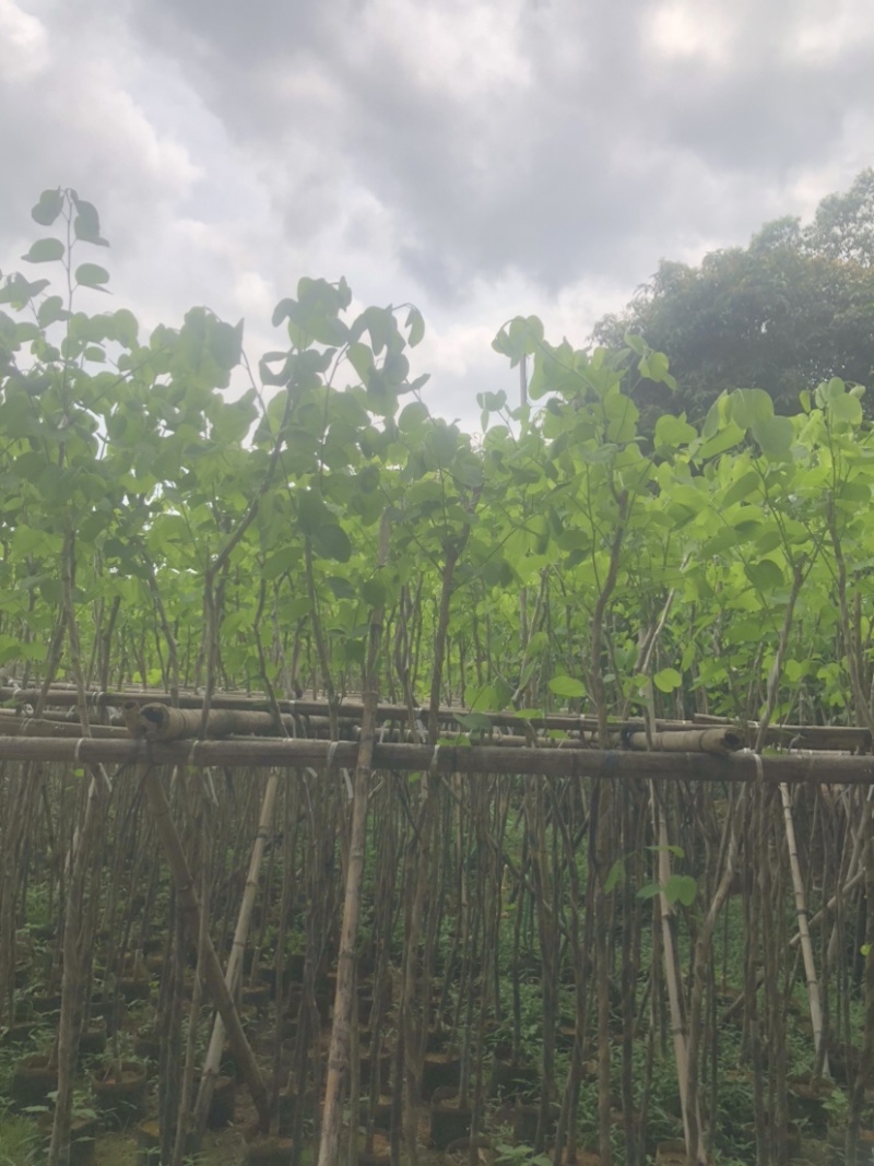 宫粉紫荆基地直销规格齐全欢迎来电咨询合作