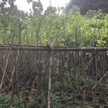 宫粉紫荆基地直销规格齐全欢迎来电咨询合作
