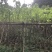 宫粉紫荆基地直销规格齐全欢迎来电咨询合作