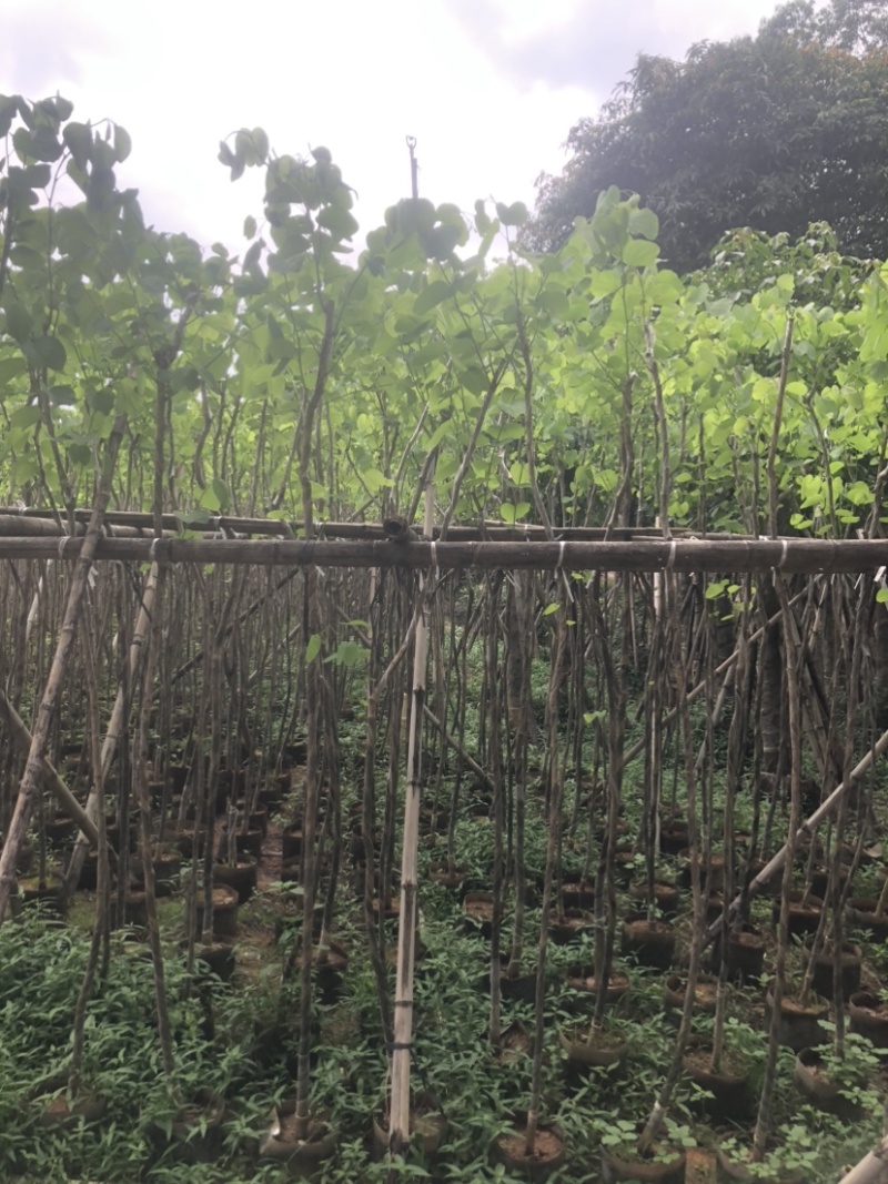 宫粉紫荆基地直销规格齐全欢迎来电咨询合作