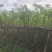宫粉紫荆基地直销规格齐全欢迎来电咨询合作