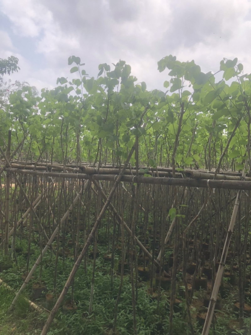 宫粉紫荆基地直销规格齐全欢迎来电咨询合作