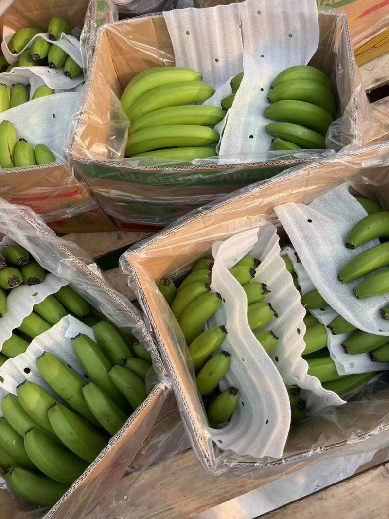 香蕉优质香蕉随到随拉邯郸市场全国发货欢迎电联