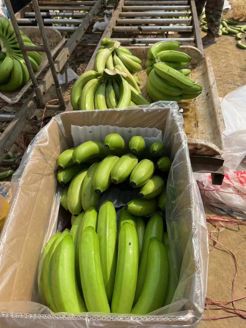 香蕉优质香蕉随到随拉邯郸市场全国发货欢迎电联