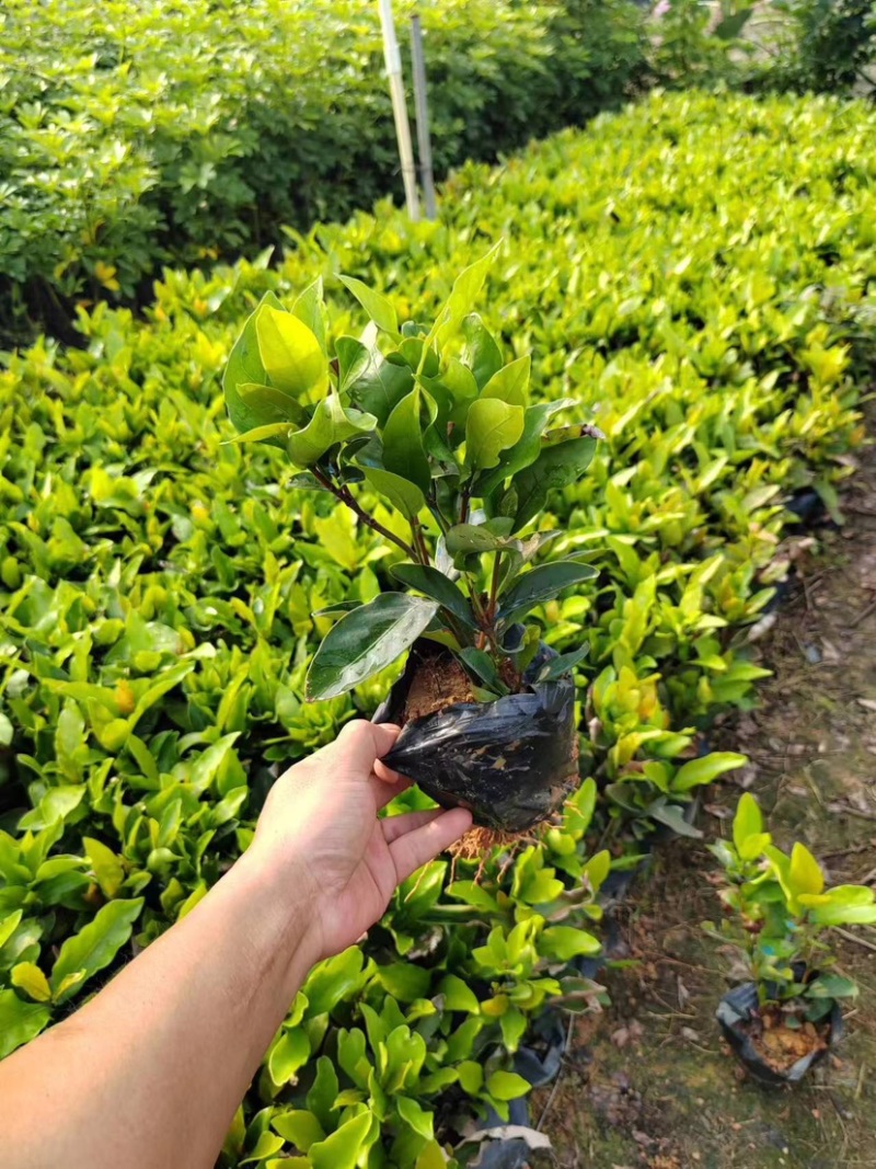 龙船花小袋中袋基地直销质量优质欢迎来电咨询合作