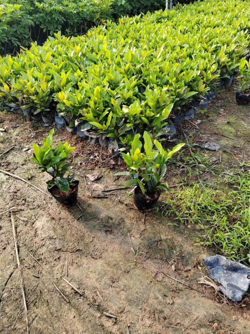 龙船花小袋中袋基地直销质量优质欢迎来电咨询合作