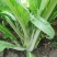 白雪二号白菜苔种籽农家田园基地四季早熟苔粗甜嫩油菜心蔬菜