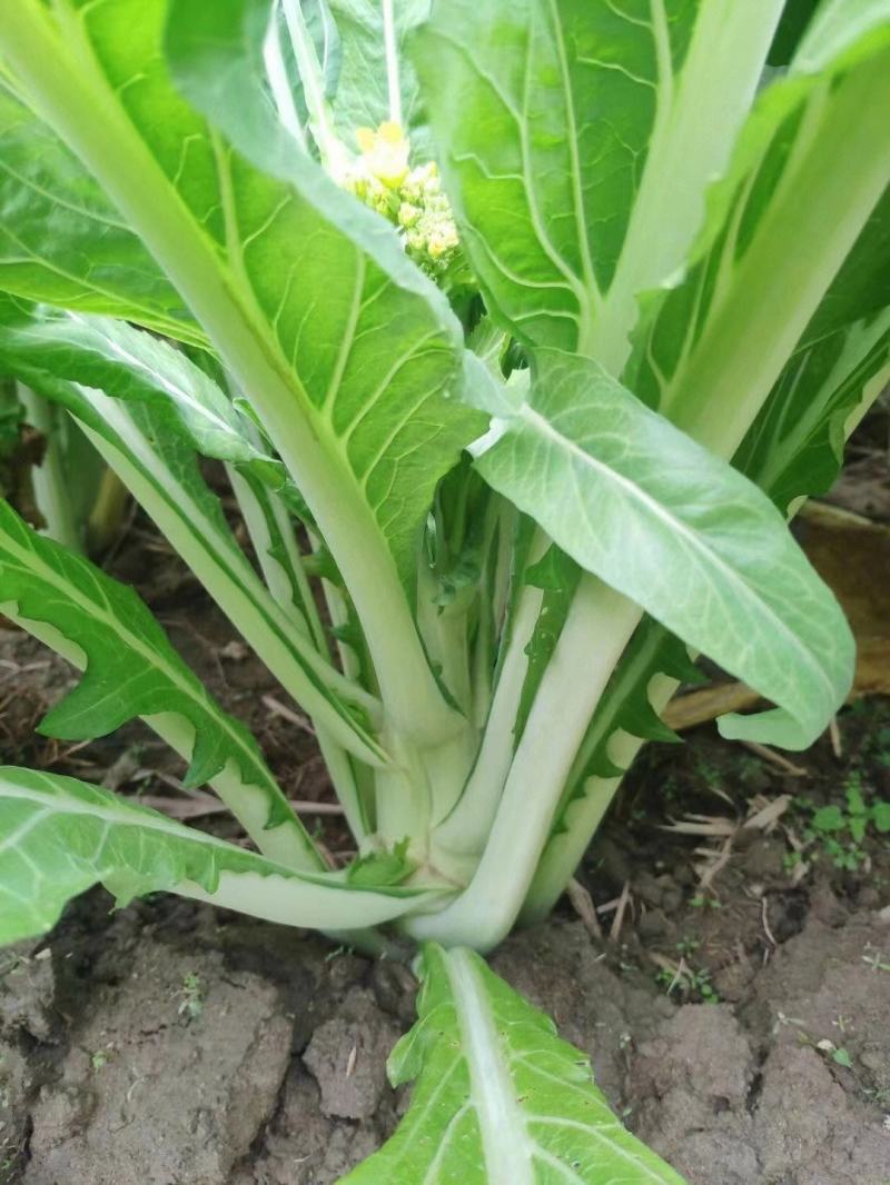 白雪二号白菜苔种籽农家田园基地四季早熟苔粗甜嫩油菜心蔬菜