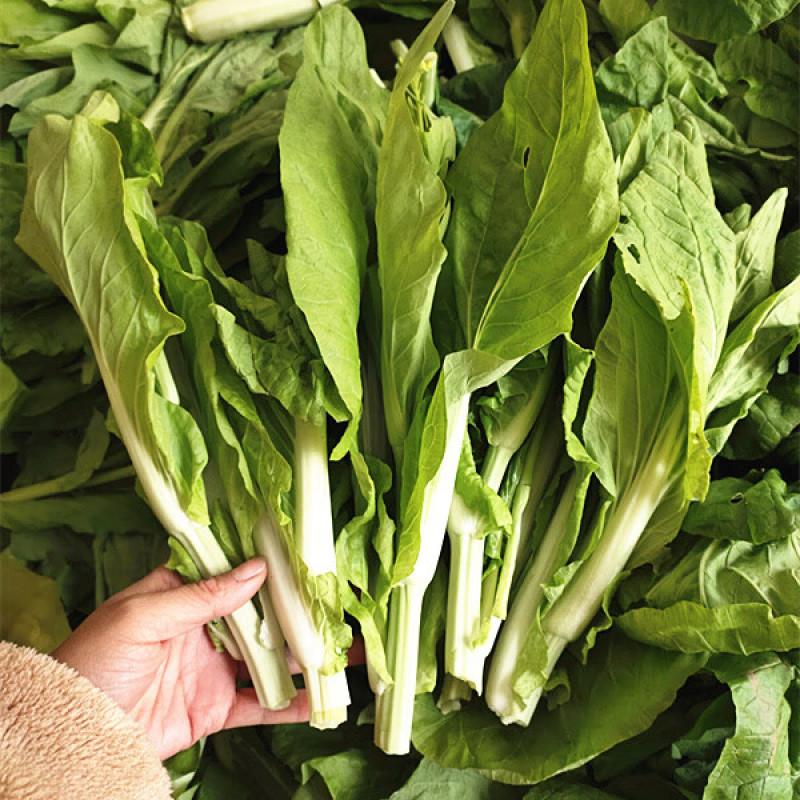 白雪二号白菜苔种籽农家田园基地四季早熟苔粗甜嫩油菜心蔬菜
