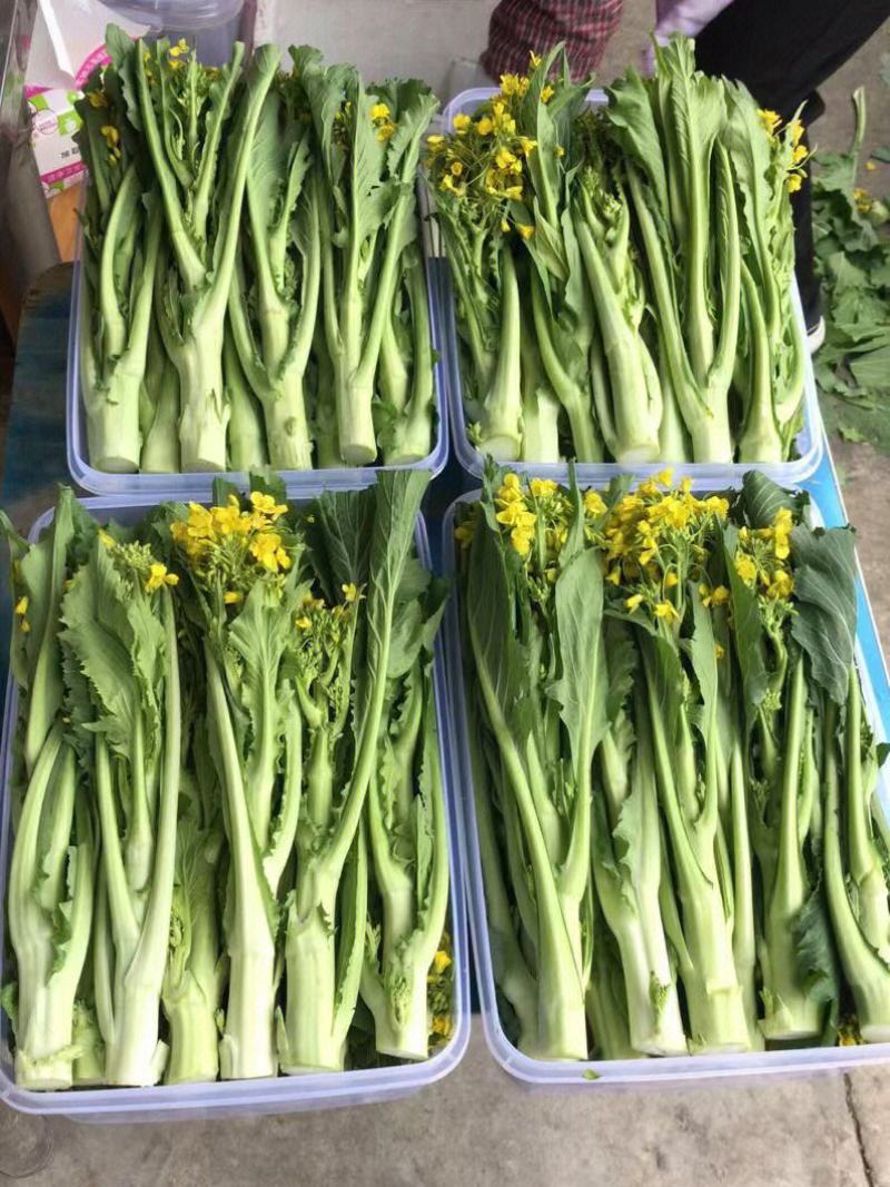 白雪二号白菜苔种籽农家田园基地四季早熟苔粗甜嫩油菜心蔬菜