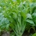 白雪二号白菜苔种籽农家田园基地四季早熟苔粗甜嫩油菜心蔬菜