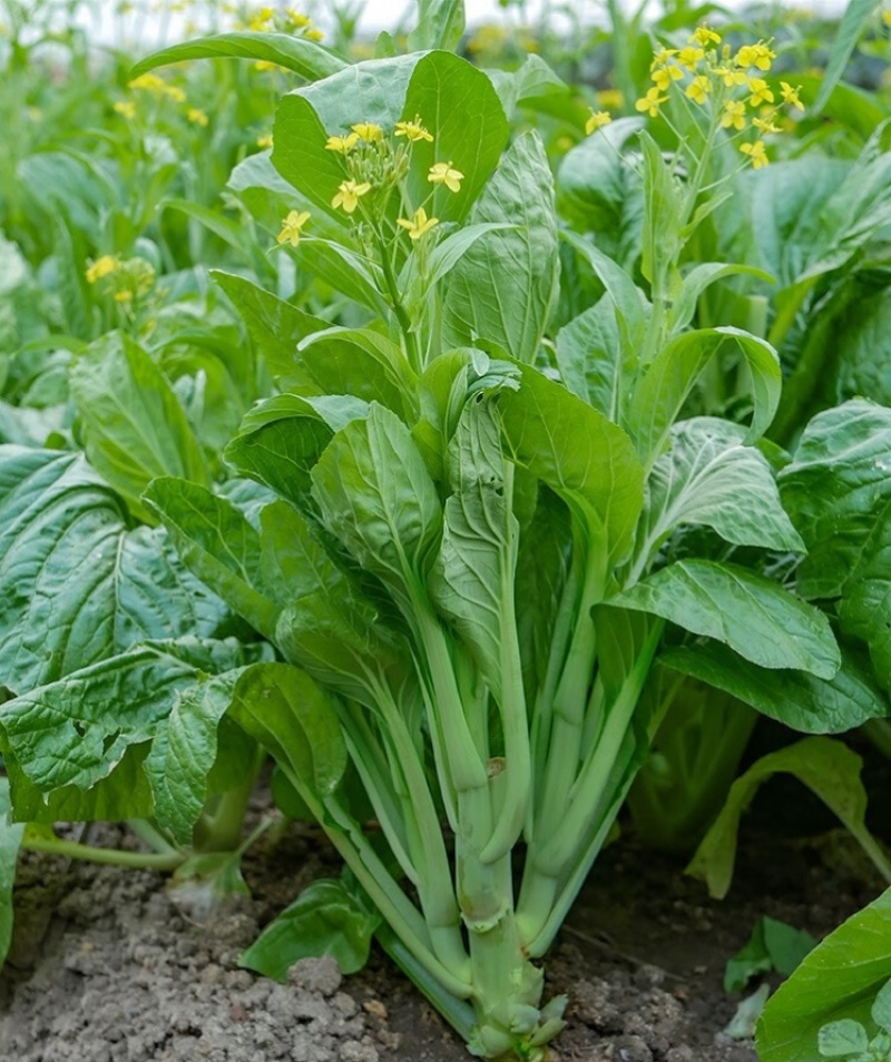 白雪二号白菜苔种籽农家田园基地四季早熟苔粗甜嫩油菜心蔬菜