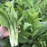 白雪二号白菜苔种籽农家田园基地四季早熟苔粗甜嫩油菜心蔬菜