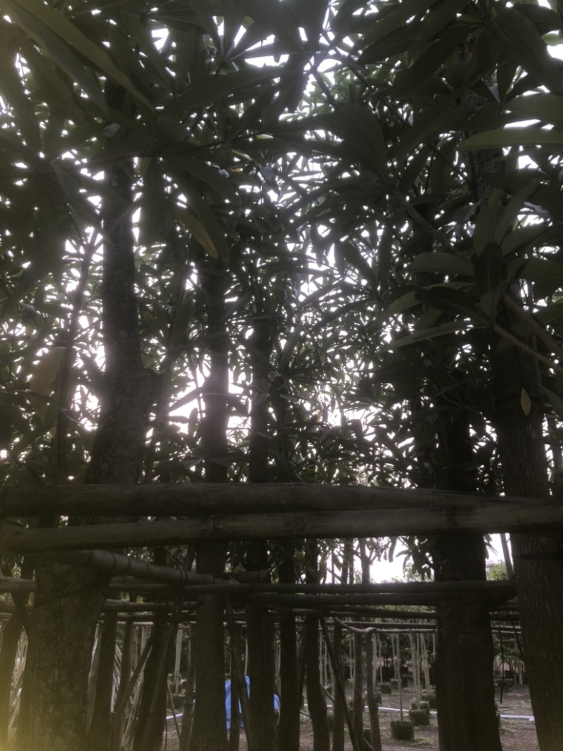 灯台树/盆架子基地直销规格齐全欢迎老板来电咨询合作